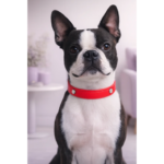 Collar Red Signature - Imagen 2