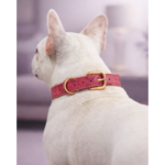 Collar Shiny Glam Fucsia - Imagen 3